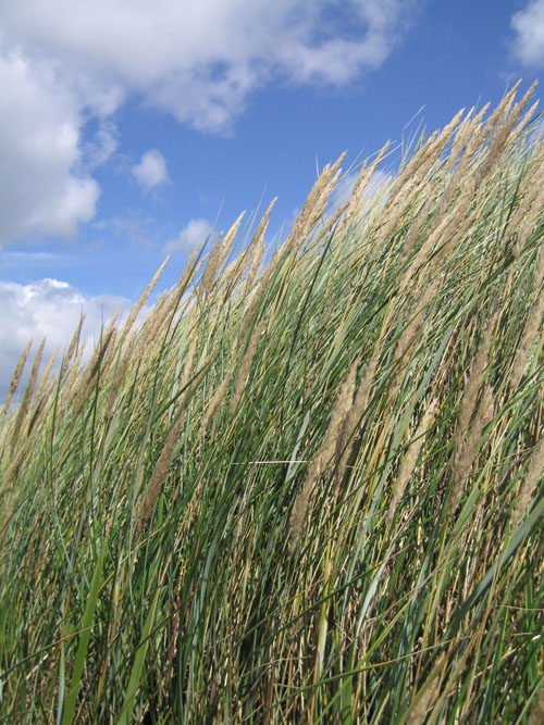 irvine grass